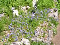 Veronica Rupestris (fam. Scrophulariacees)(Siberie)(01) (Photo F. Mrugala)